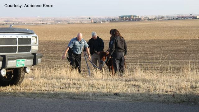 Brighton Police Arrest Steer Brighton Police Arrest Steer