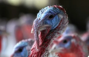 Turkeys Roam On California Farm Ahead Of The Holiday Season