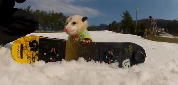 Ratatouille The Snowboarding Possum Ratatouille The Snowboarding Possum