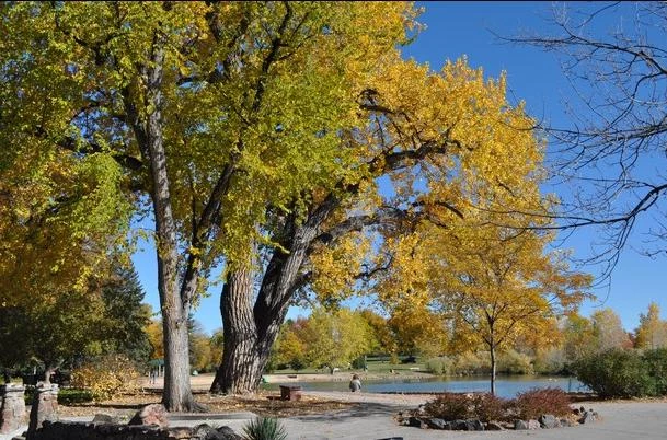 Leaves Changing in Fort Collins City Park Leaves Changing in Fort Collins City Park