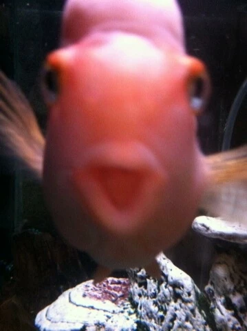 fish 2 fish 2