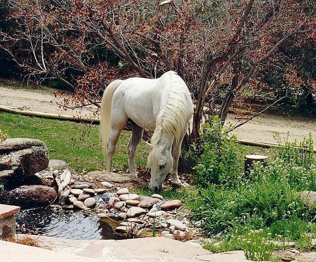 Kalypso by pond