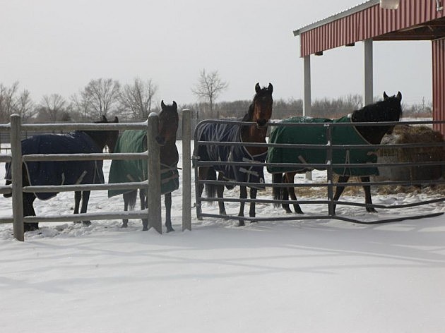 Ponies and Blankets...Tiara, Volare, MAK, and Kami