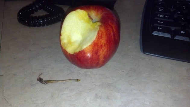 The Apple Stem Twirl The Apple Stem Twirl