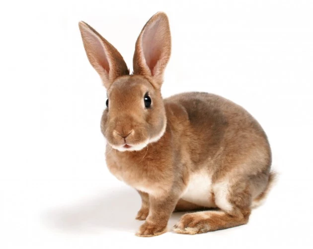Cute Bunny Cute Bunny