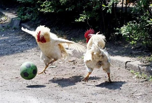 Chickens