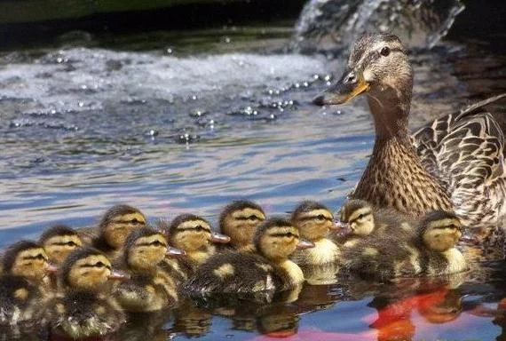 Mamma Duck and Her 12 Babies Mamma Duck and Her 12 Babies