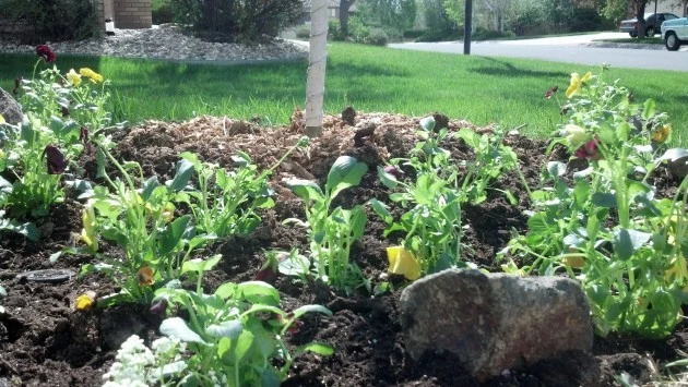 Planting Here we Go Planting Here we Go