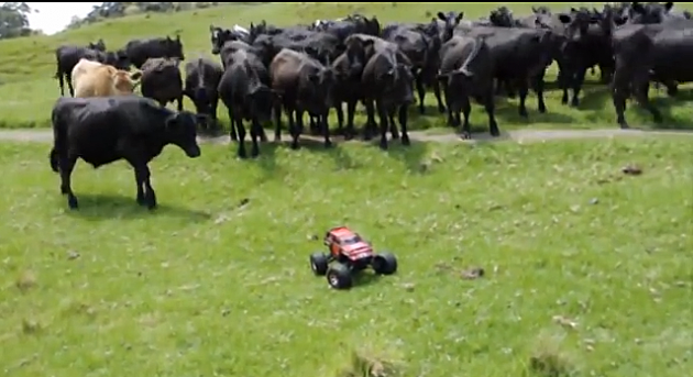 Remote Truck Vs. Cows