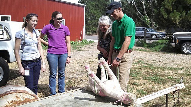 pink pony and csu students