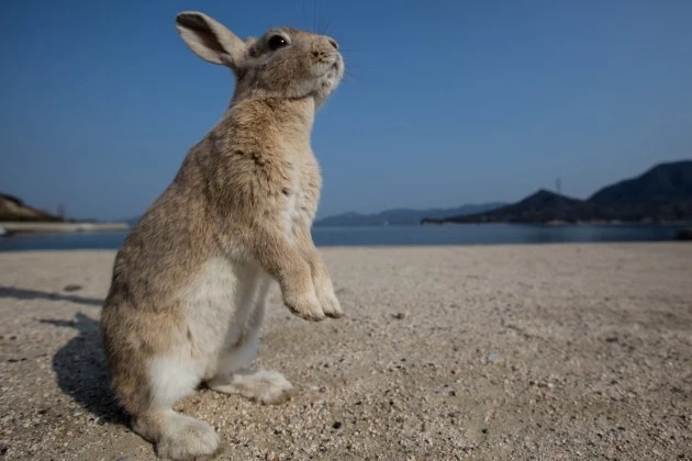 Rabbit Rabbit