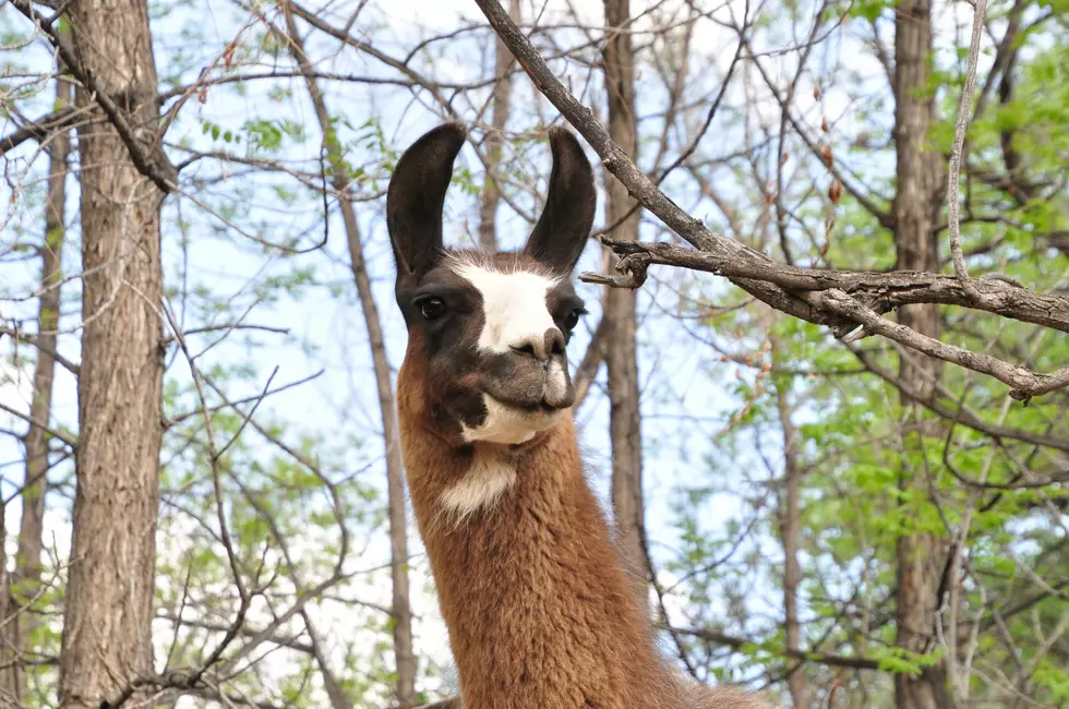 Fort Collins Has Caught Bobcat Ridge’s Loose Llama