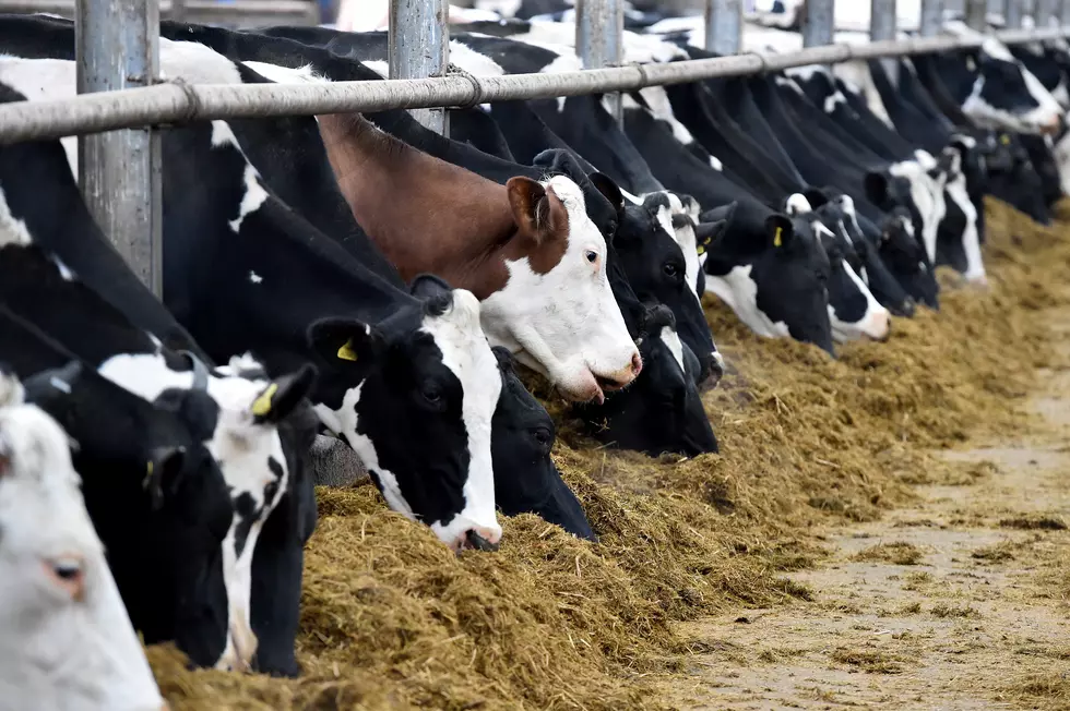 Weld County – The Largest Dairy Producing County in Colorado