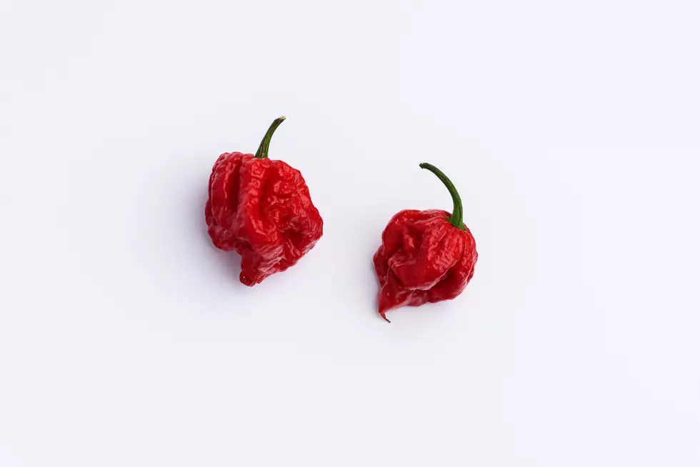 Carolina Reaper Hot Chilli Pepper on white