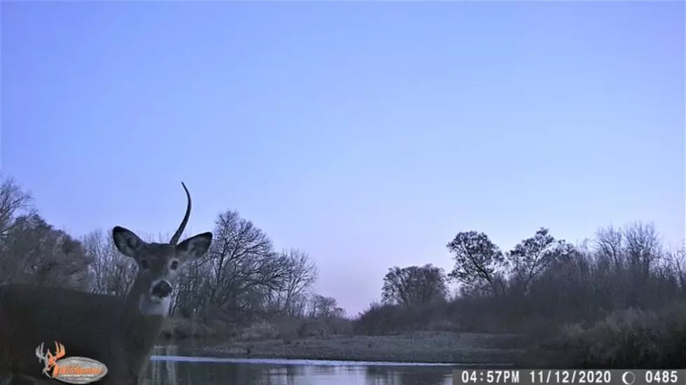 ‘Unicorn’ Deer Spotted On Longmont State Park Trail Cam