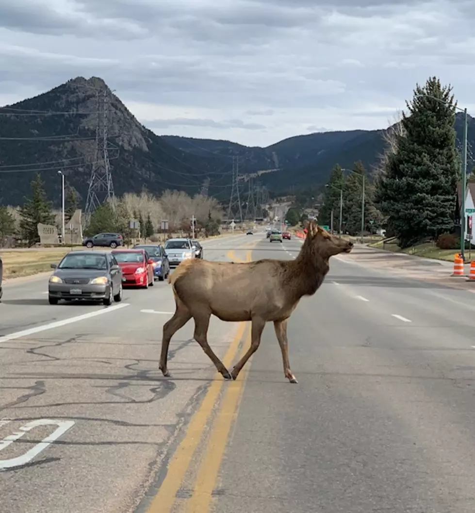 Hundreds Of Elk To Descend Upon Estes Park For Mating Season