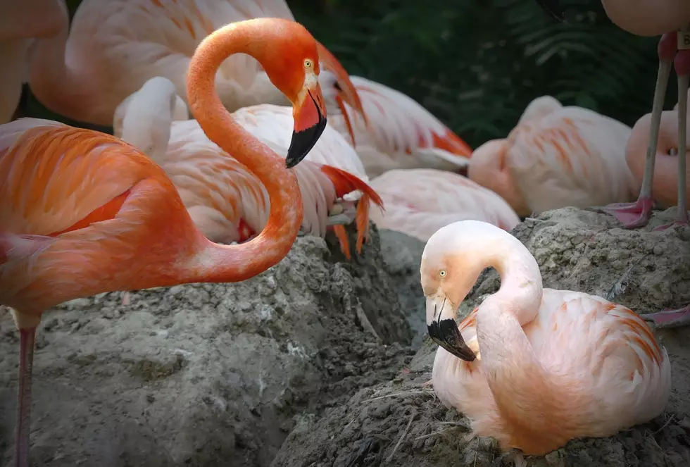 Trouble In Paradise? Denver Zoo’s Iconic Gay Flamingos Call It Quits