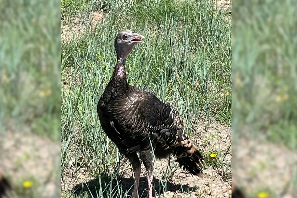 Something to Strut About: Successful Colorado Wild Turkey Release
