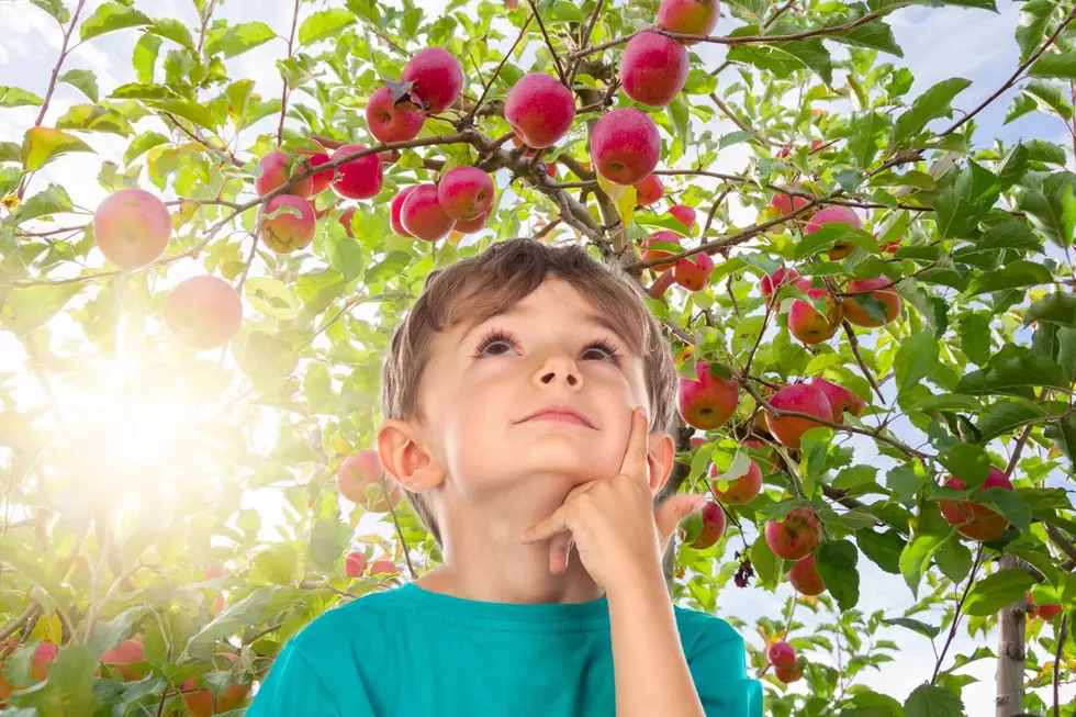 Pick Your Own Apples at an Orchard This Fall in Northern Colorado