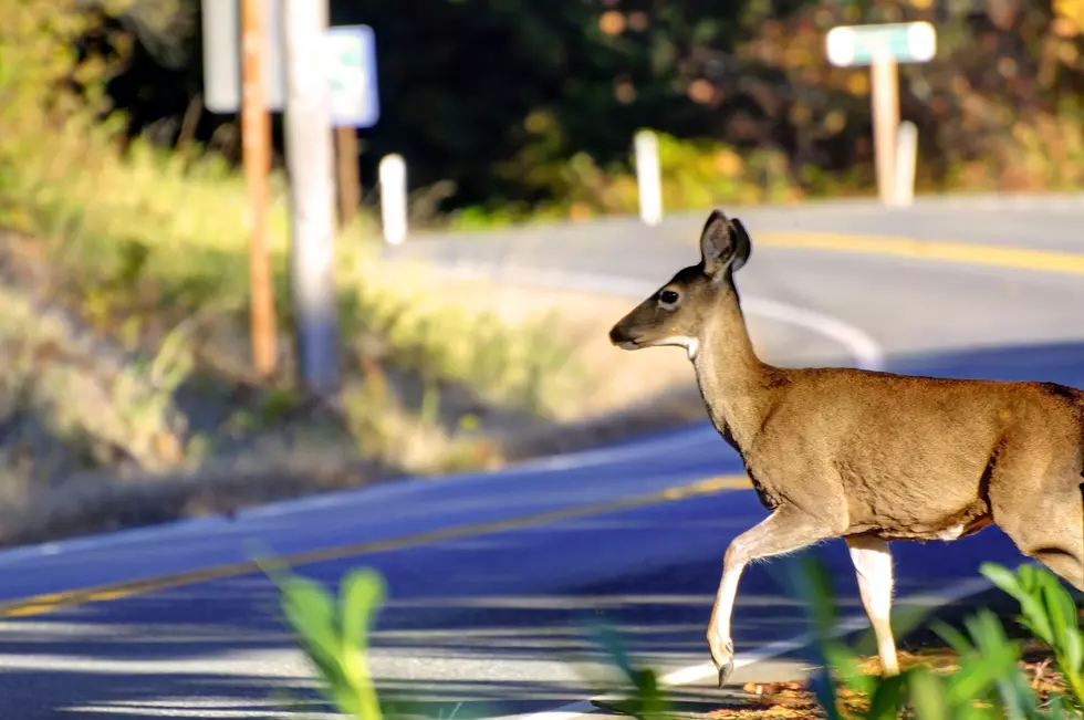 Four Colorado Teens Create Innovative ‘Project Deer’ Device