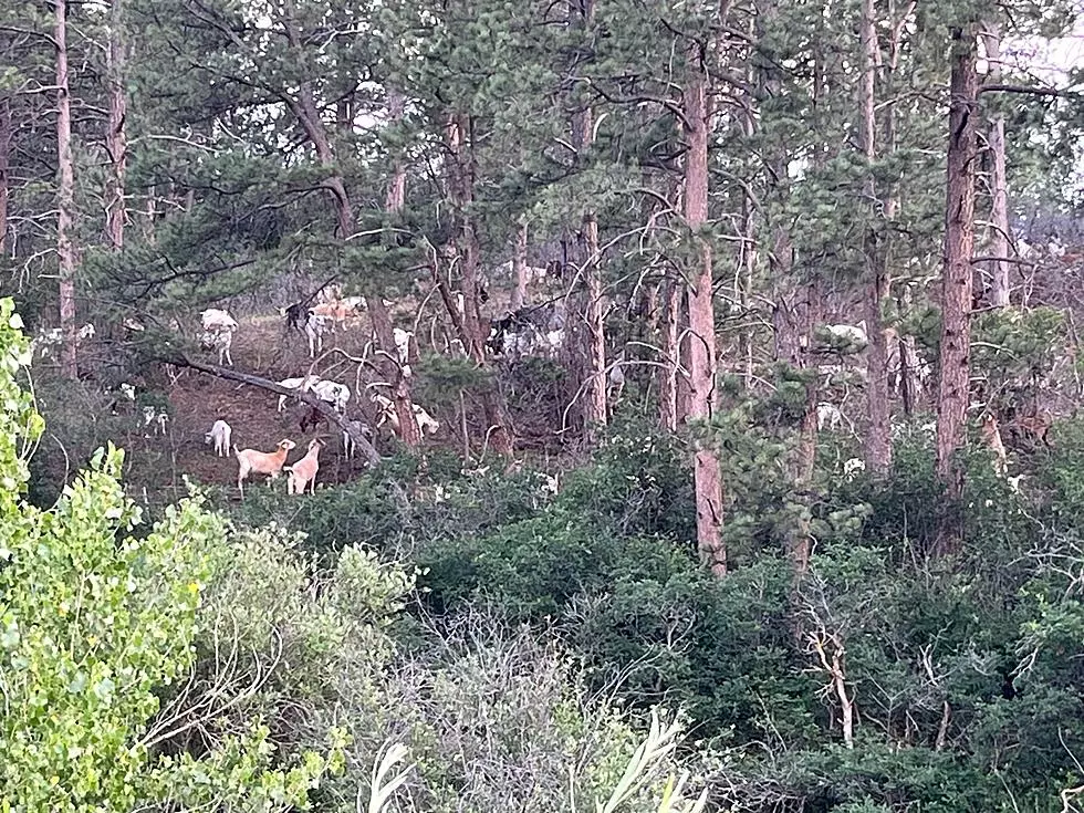 Here’s How Hundreds of Goats are Helping at a Colorado Open Space