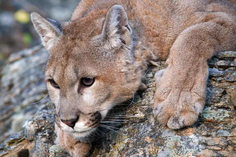 Man Kills Mountain Lion With a Shovel in Colorado