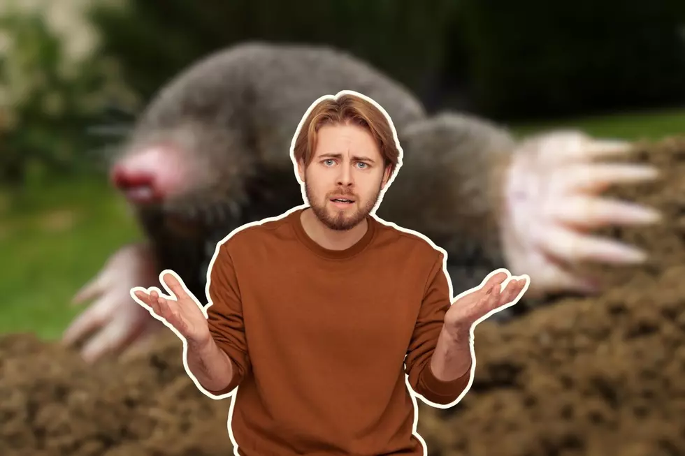 Does This Dirt Dwelling Creature Live in Colorado?