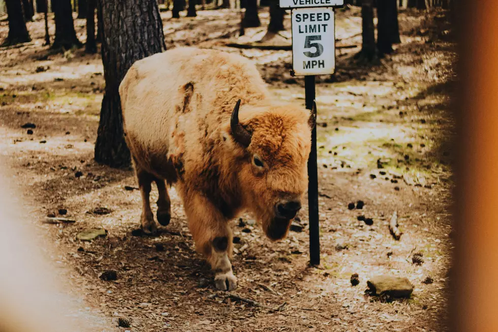 This Colorado Park is Home to Several Rare White Buffalo
