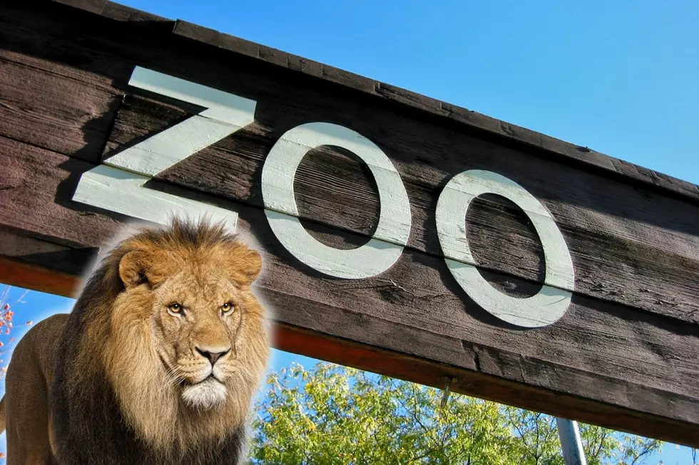 Denver Zoo Announces Free Days for 2026