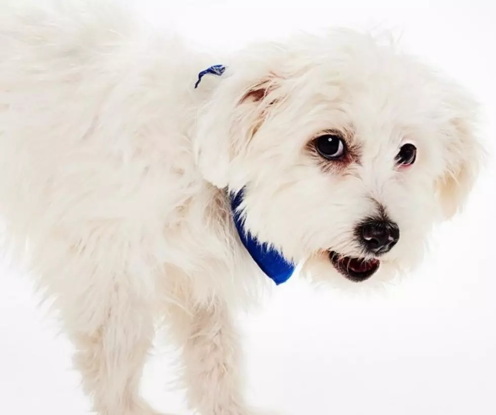 This Colorado Shelter Pup Is About to Steal the Puppy Bowl Spotlight