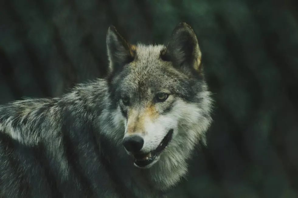 Could Colorado Lose Control of Wolf Reintroduction?