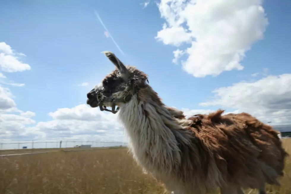 Grazing Animals Brought In To Trim Field At O'Hare Airport